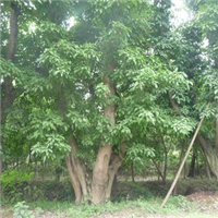 100公分黄桷树批发基地 