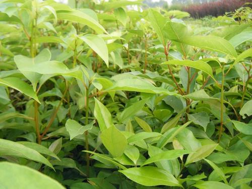 重庆天竺桂种植基地 