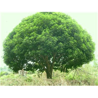 重庆20公分桂花树基地直销