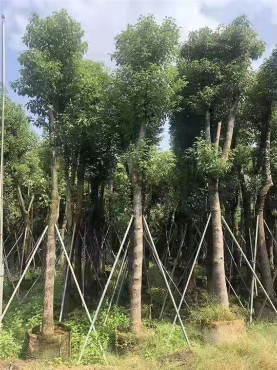 重庆100公分香樟批发基地 