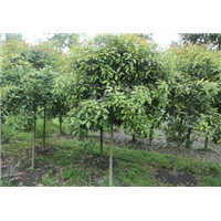 重庆20公分桂花树种植基地