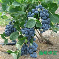 蓝莓珠宝