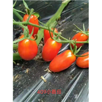 409小番茄 