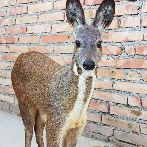 林麝 