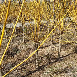 江苏宿迁沭阳黄金槐种植批发基地报价 