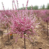 江苏红叶榆叶梅种植基地低价销售 