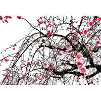 江苏沭阳垂梅现货批发 