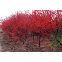 江苏宿迁红叶榆叶梅种植基地 