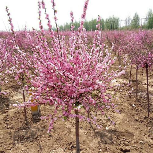 江苏红叶榆叶梅种植基地低价销售 