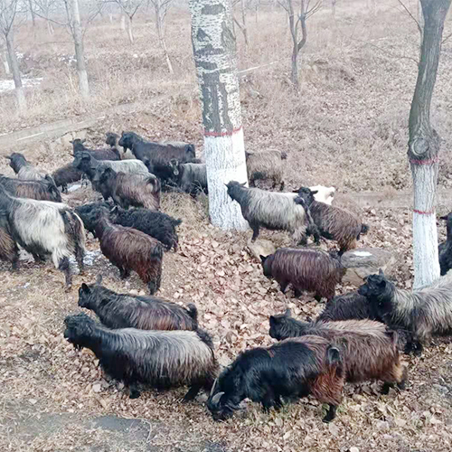 专业养殖山羊 