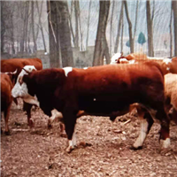专业养殖肉牛 