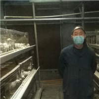 专业养殖白羽毛肉鸡 