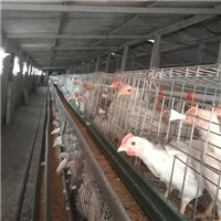 专业养殖白羽毛肉鸡 