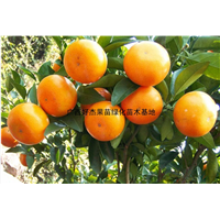 广西桂林茂谷柑苗批发基地价格 