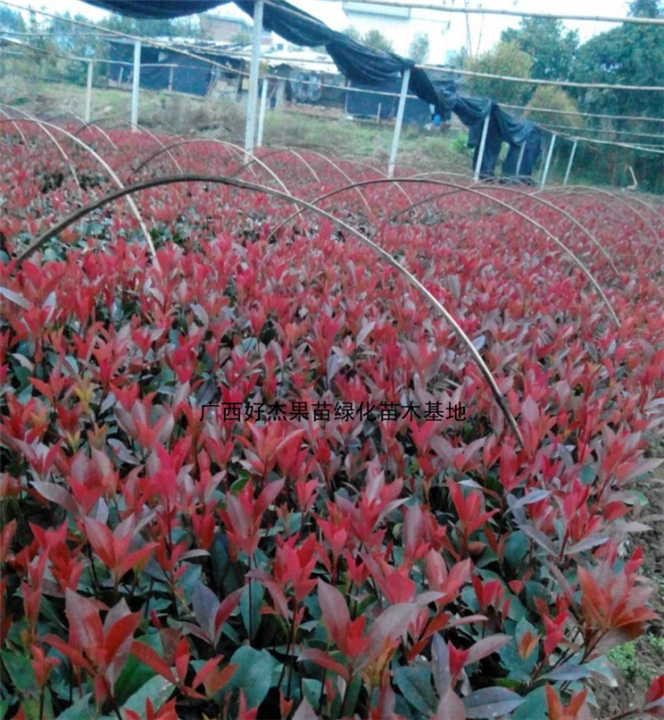 广西桂林红叶石楠批发基地价格 