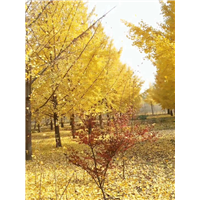 山东临沂郯城20公分银杏树批发基地价格550元 