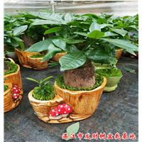 广东湛江发财树小盆栽批发基地