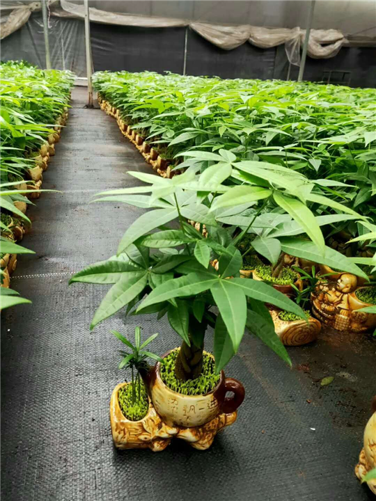 江苏沭阳发财树小盆栽批发基地价格 