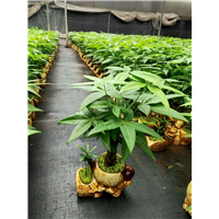 江苏沭阳发财树小盆栽批发基地
