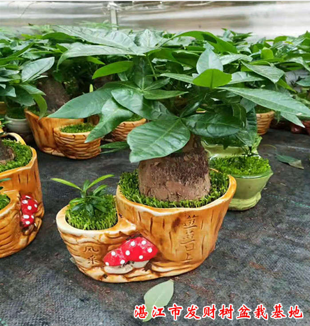 广东湛江发财树小盆栽批发基地价格 