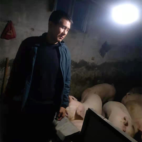 专业养殖猪 