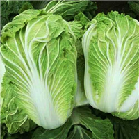 新鲜蔬菜 