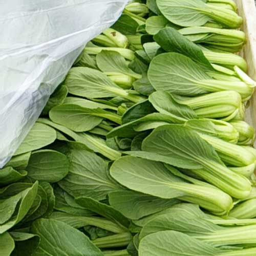 新鲜蔬菜 