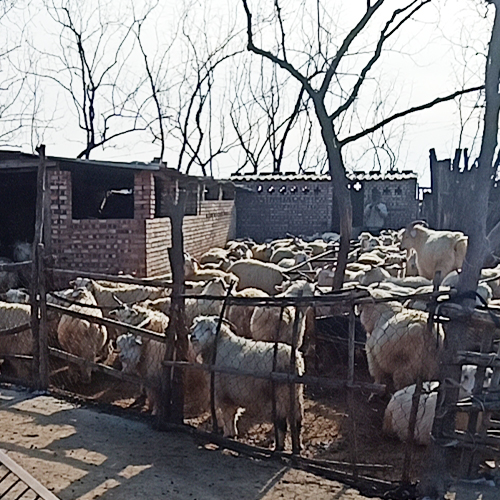 专业养殖羊 