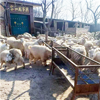 专业养殖羊 