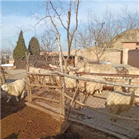 专业养殖羊 