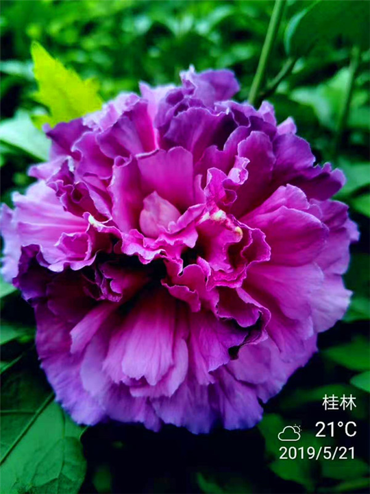 日本进口木槿紫玉 