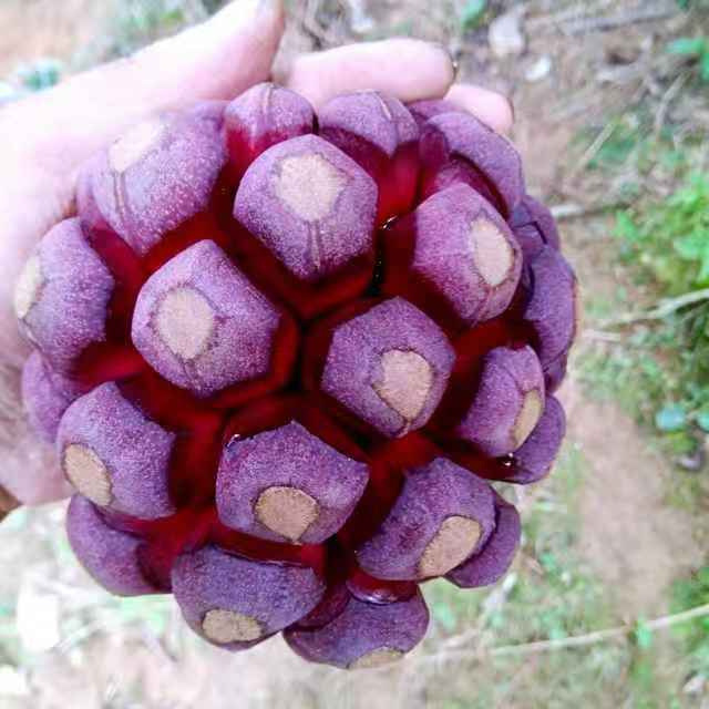 广西黑老虎苗 