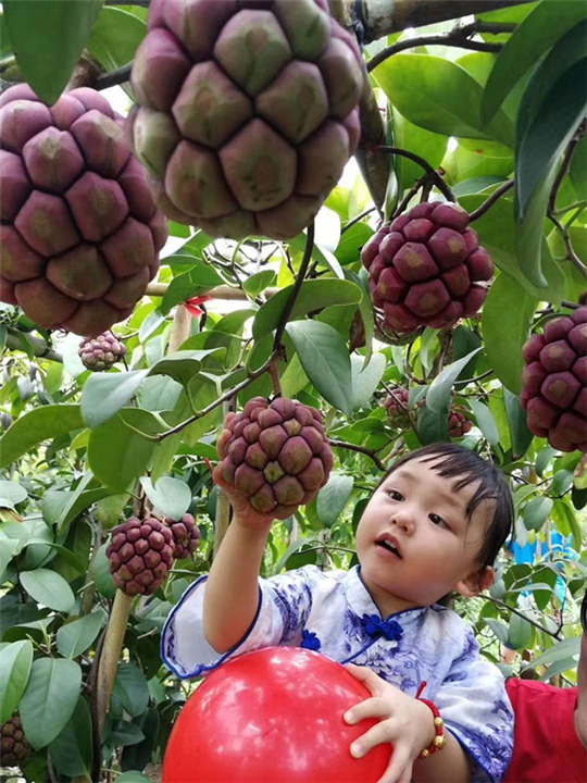 桂林黑老虎苗基地 