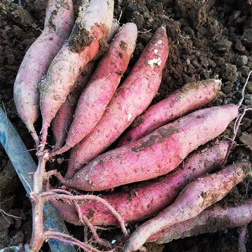 专业种植新鲜蔬菜 