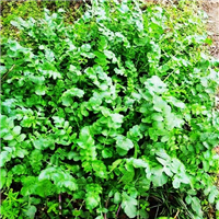 专业种植新鲜蔬菜 