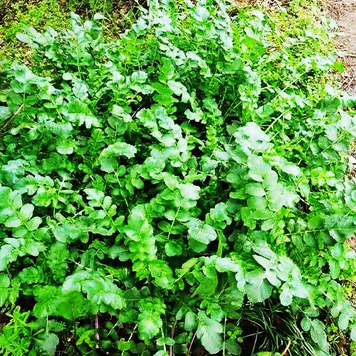 专业种植新鲜蔬菜 