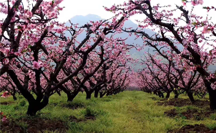 水蜜桃苗 