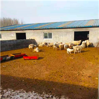 专业养殖羊 