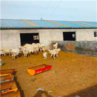 专业养殖羊 