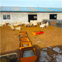 专业养殖羊