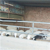 专业养殖肉羊 