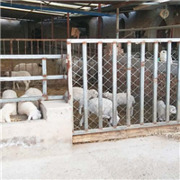 专业养殖肉羊 