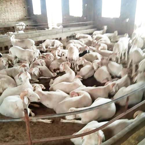 专业养殖肉羊 