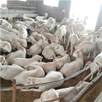 专业养殖肉羊 
