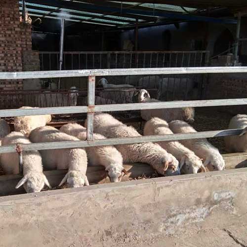 专业养殖肉羊 