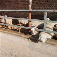 专业养殖肉羊 
