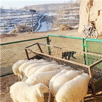 专业养殖羊 