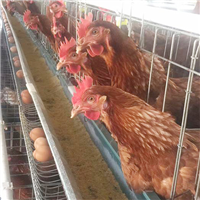 专业养殖肉鸡 