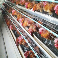 专业养殖肉鸡 