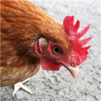 专业养殖肉鸡 